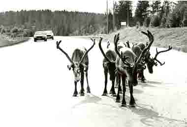 Renar. Bilväg.