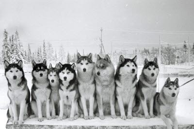 Hundar; Siberian Huskies; slädhundar/draghundar.