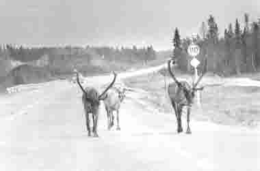 Renar på vägen; bilar; bilväg.