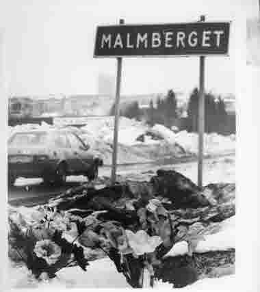 Vägskylt; ortnamnsmärke "Malmberget". Hertiggatan, Malmberget. Blommor vid vägkanten.