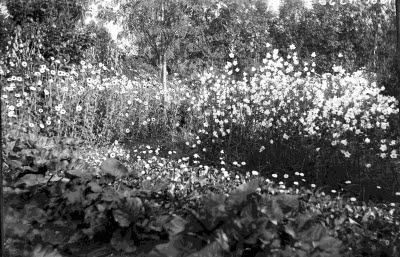 Blomsteräng; blomsterträdgård.