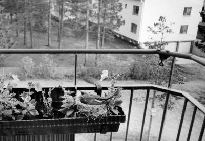 Fågelbo i balkonglåda; fågel. Gällivare.