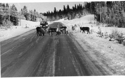 Bilväg; landsväg. Renar slickar sand på vägen.