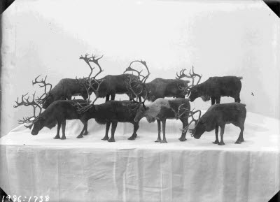 Utställning; renar i miniatyr.