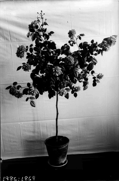 Interiör; krukväxt, ros.