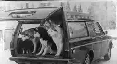 Siberian Huskies; slädhundar; draghundar i bagageutrymme på personbil; Volvo. 