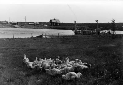 Tamfåglar; Gäss. Killingi, Kaitum älv. Bebyggelse.