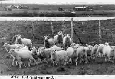 Får i hage, Killinge; tamboskap. Bebyggelse. Kaitum älv.