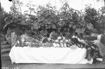 Växthus; rotfrukter, grönsaker upplagda på ett bord.