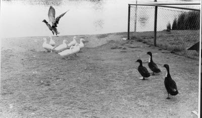 Fåglar; sjöfåglar; gäss. Gällivare.