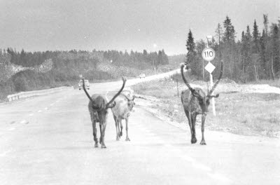 Renar på vägen; bilar; bilväg.