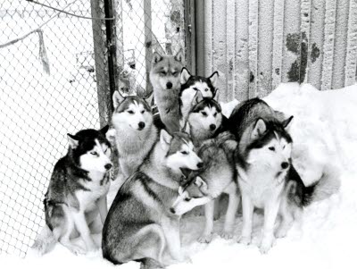 Hundar; Siberian Huskies; slädhundar/draghundar.