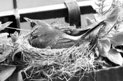 Fågelbo i blomlåda, trast med ägg. Luleåvägen 16, Gällivare.