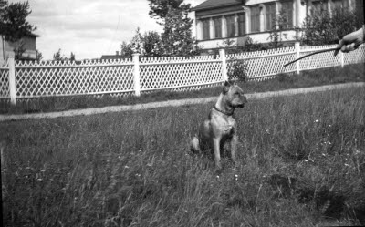 En hund i gröngräset; i bakgrunden syns Backskolan; Grönskolan.